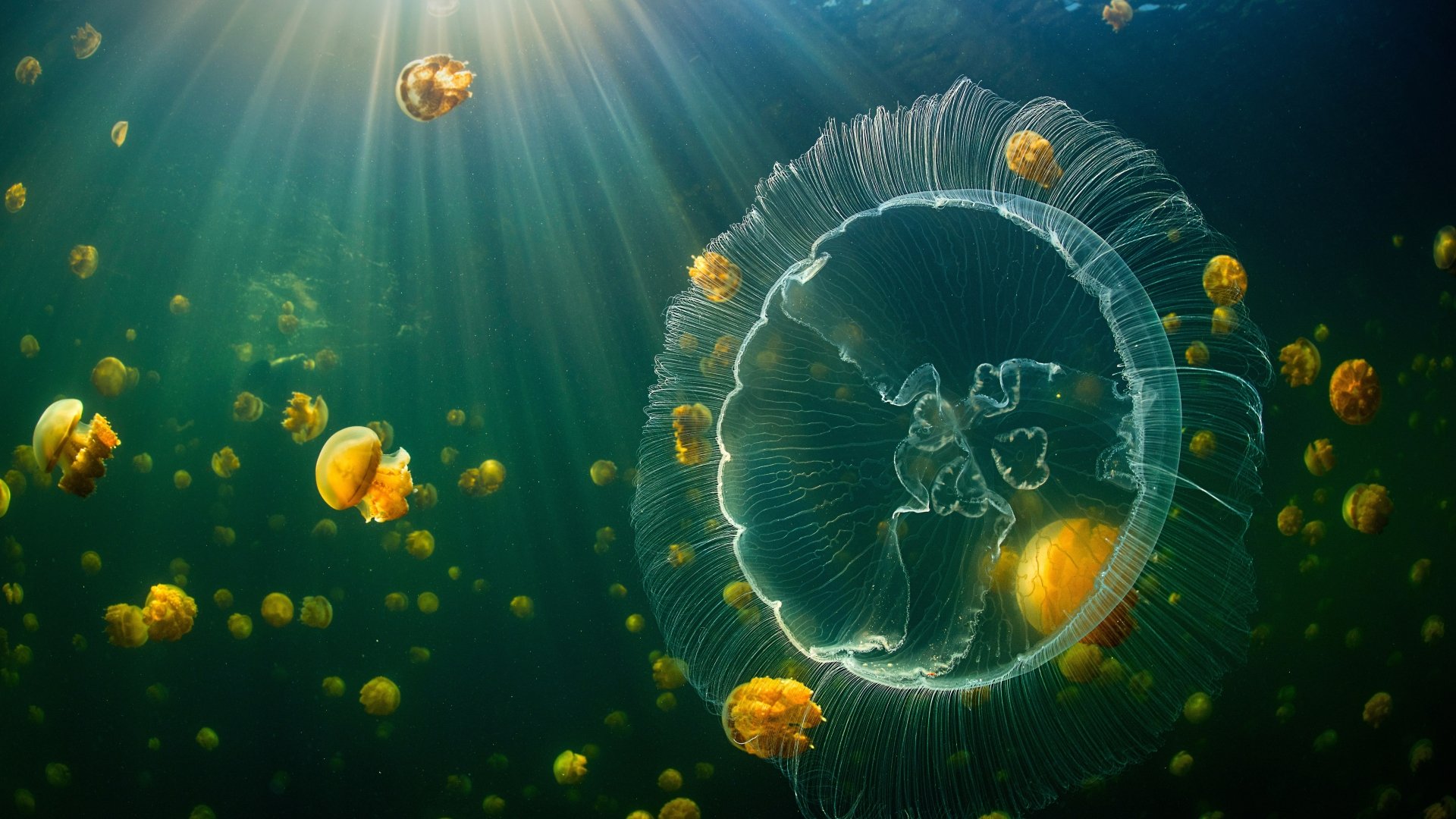 An 8K Ultra HD desktop wallpaper featuring translucent jellyfish glowing underwater with sun rays piercing through the water, creating a serene marine scene.