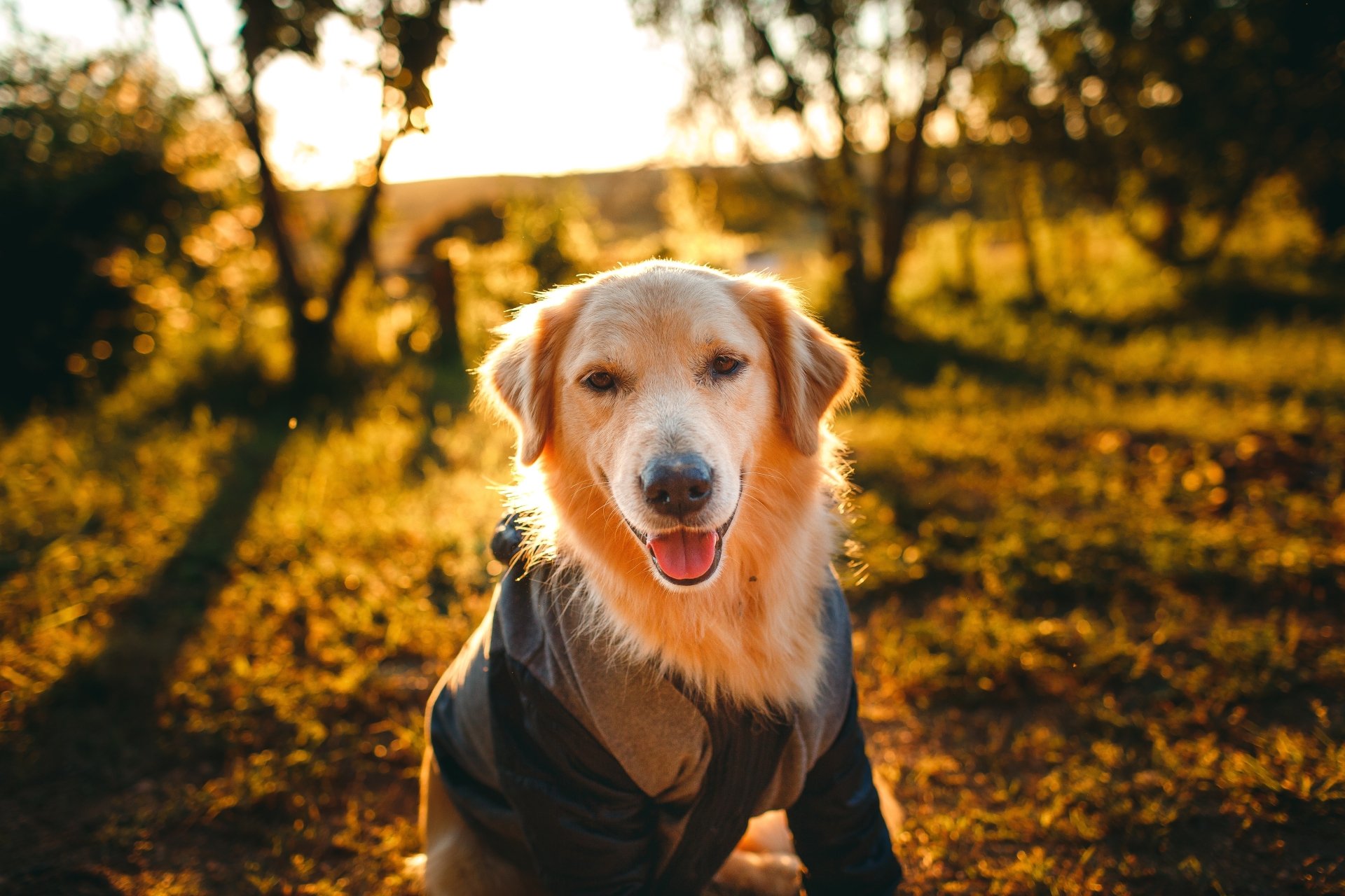 Download Animal Golden Retriever 4k Ultra HD Wallpaper