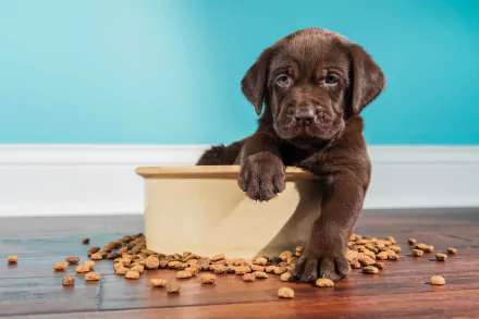 chocolate labrador baby animal puppy Animal Labrador Retriever HD Desktop Wallpaper | Background Image