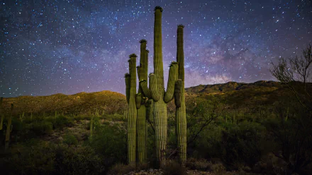  Family of Saguaros and the Milky Way in Saguaro National Park, Arizona by Christian Garcia