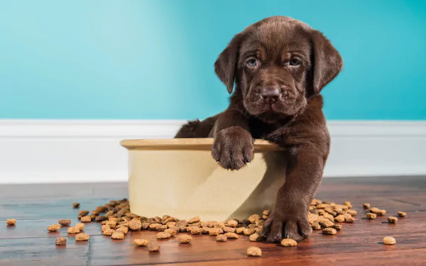 chocolate labrador baby animal puppy Animal Labrador Retriever HD Desktop Wallpaper | Background Image