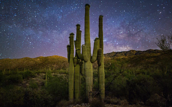  Family of Saguaros and the Milky Way in Saguaro National Park, Arizona by Christian Garcia