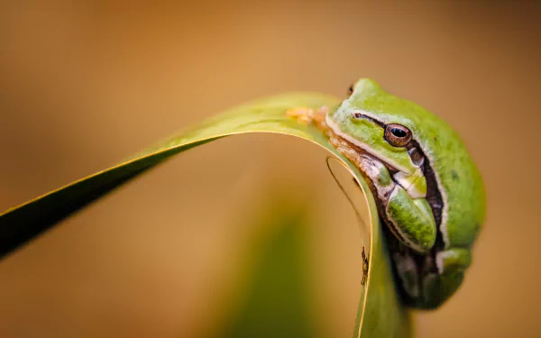 amphibian Animal frog HD Desktop Wallpaper | Background Image