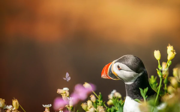 Animal puffin HD Desktop Wallpaper | Background Image