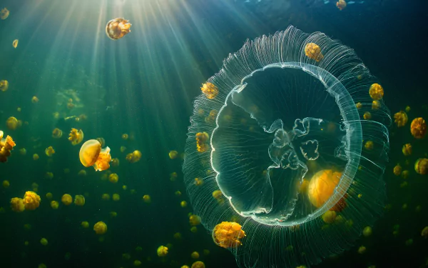  Moon jelly and an aggregation of stingless golden jellyfish - Raja Ampat, Indonesia by Alex Mustard