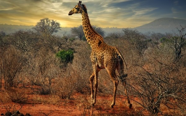 Animal Giraffe HD Wallpaper | Background Image