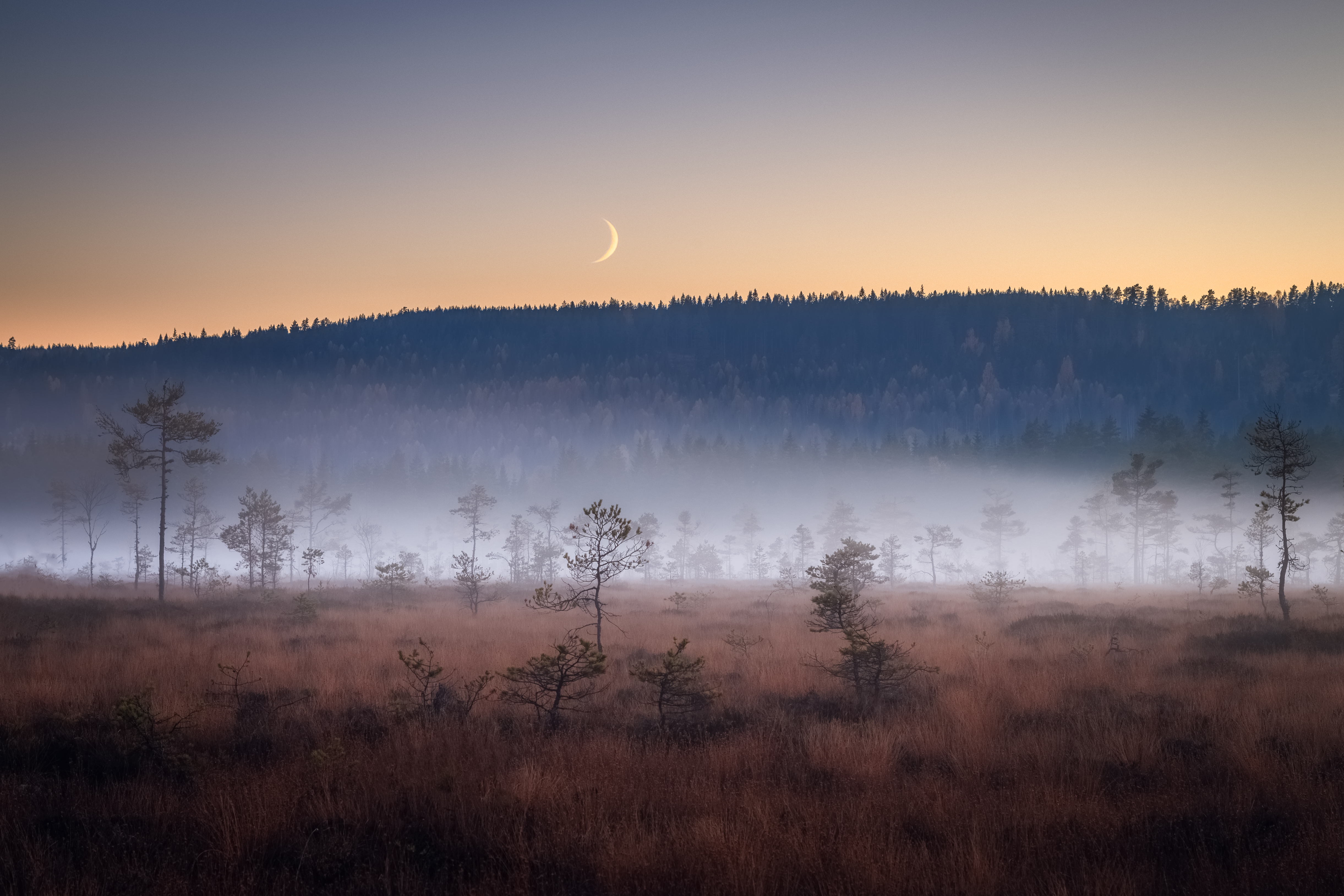 Звонкая пелена. Туманный пейзаж. Поле в тумане. Месяц над лесом. Ночное поле в тумане.