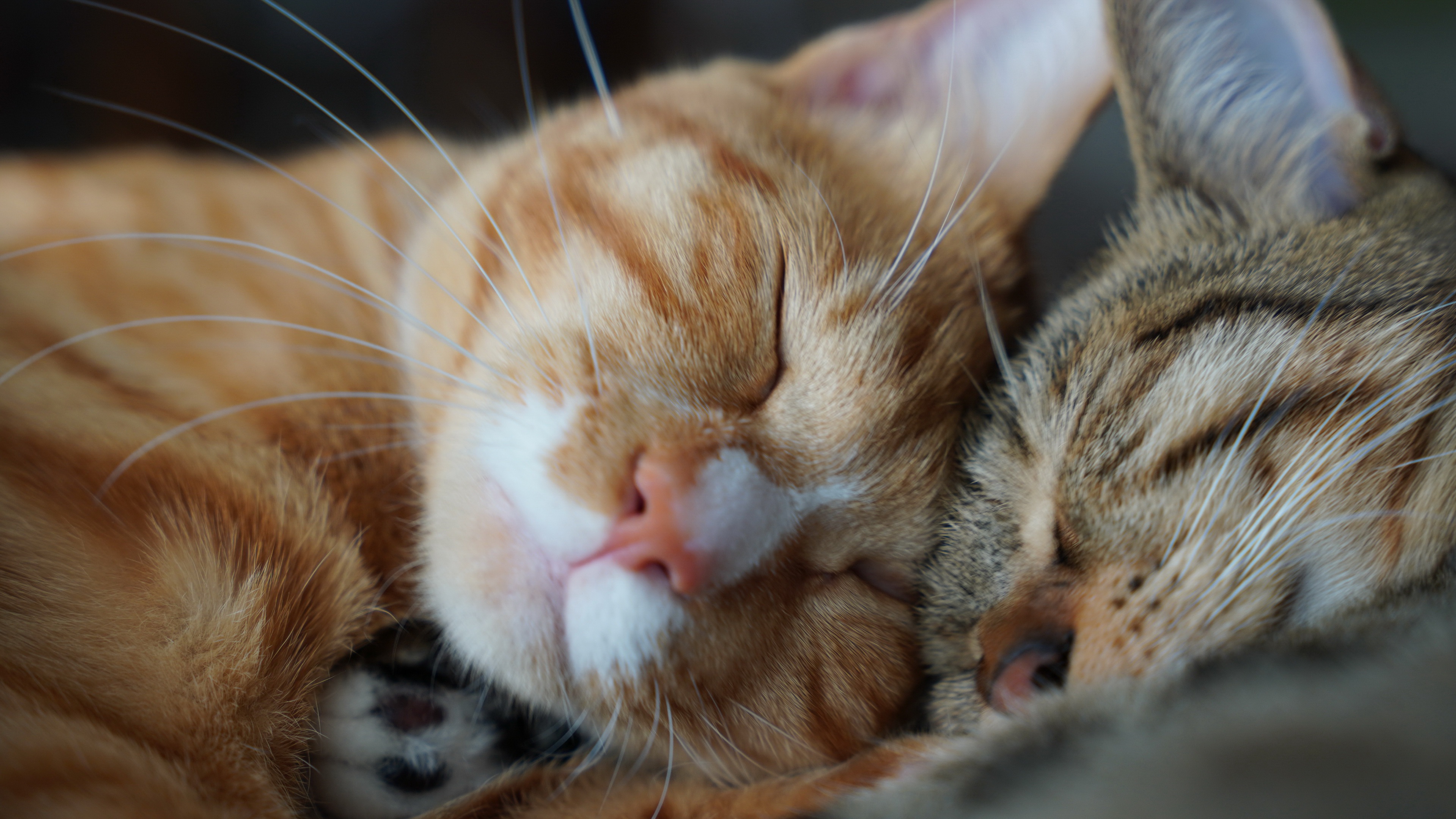 Download Sleeping Animal Cat 4k Ultra HD Wallpaper