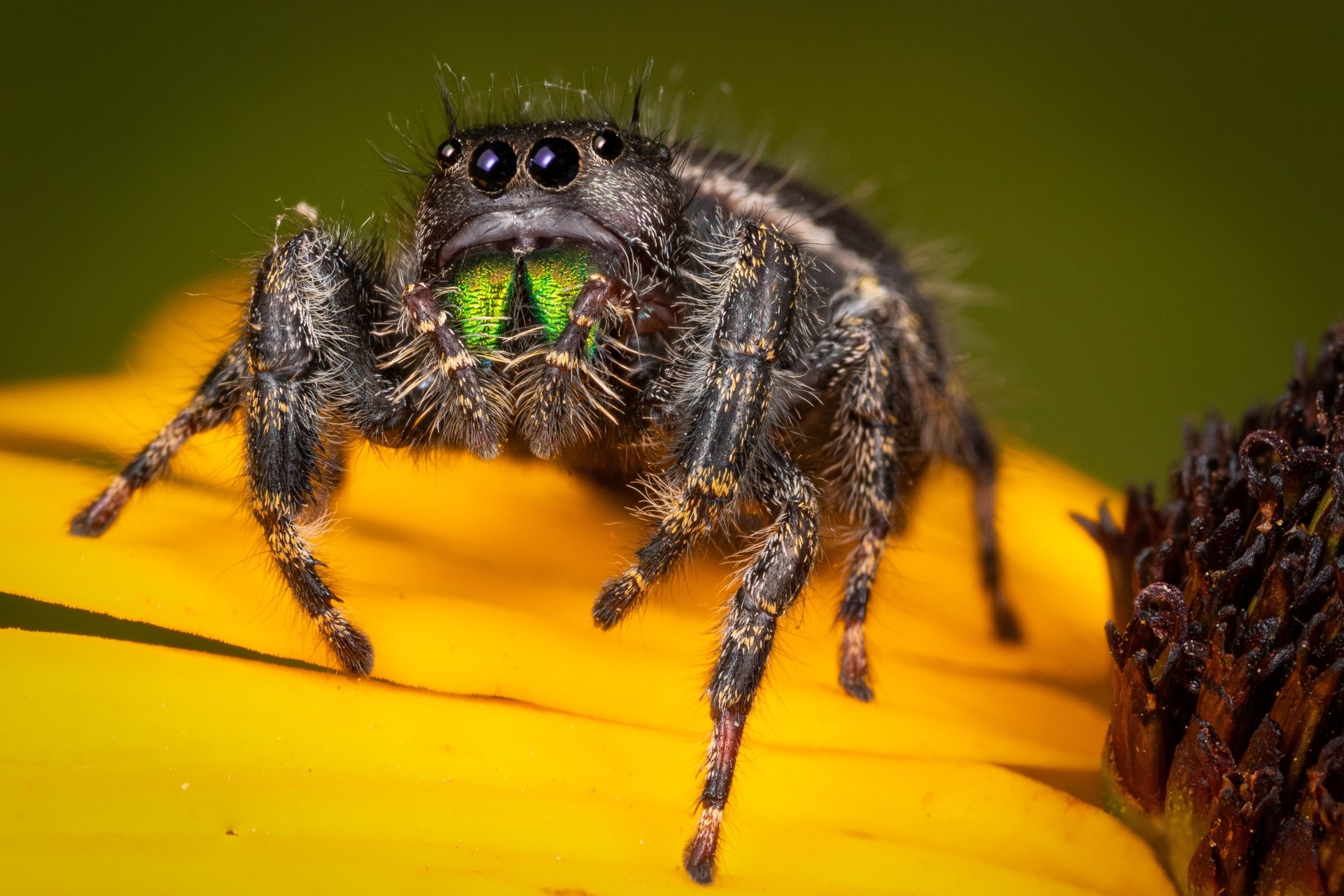 Download Macro Animal Jumping Spider 4k Ultra HD Wallpaper