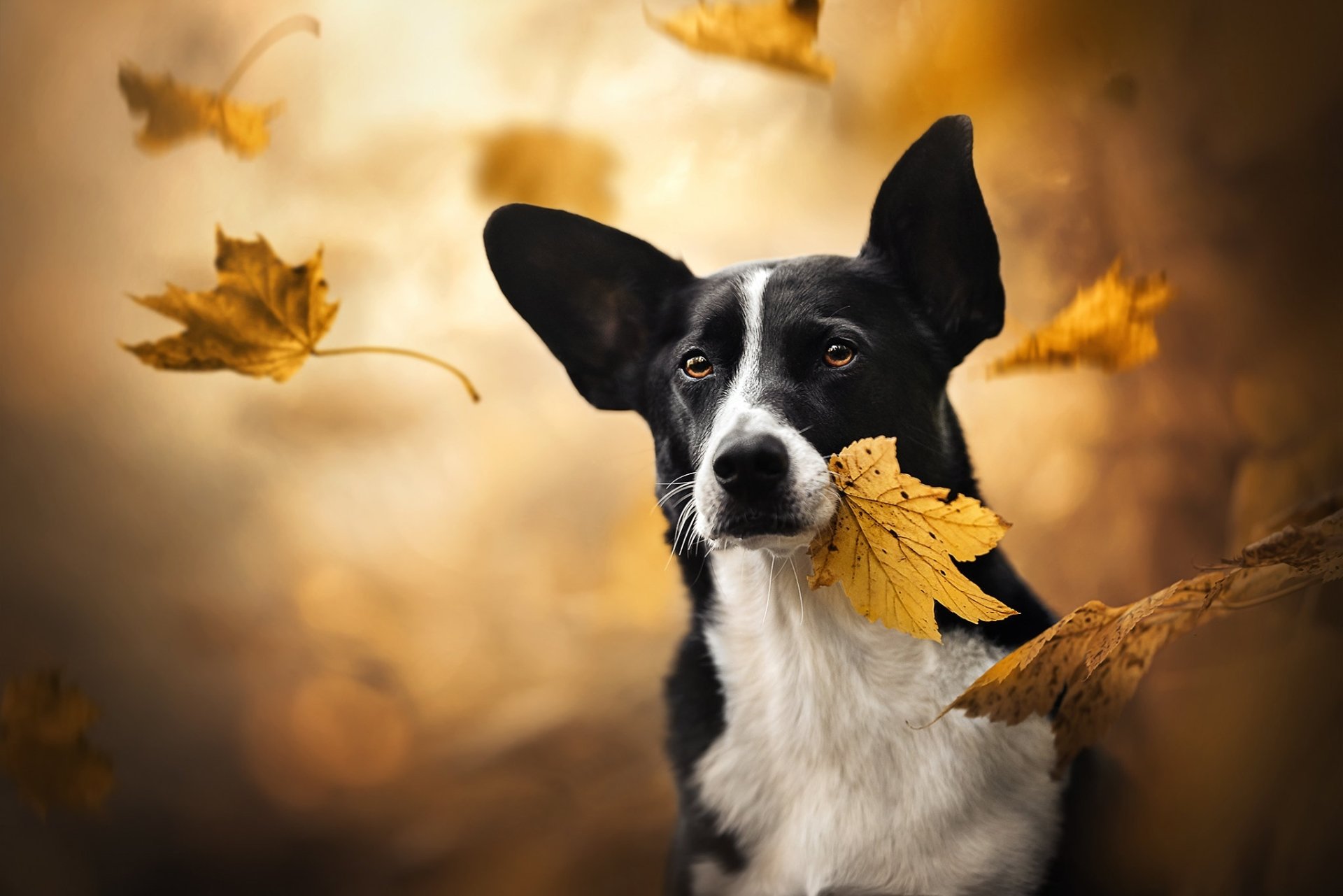 Download Animal Dog HD Wallpaper | 2048x1366 | Wallpaper Abyss