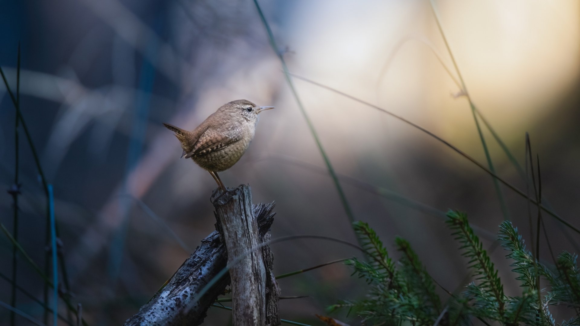 Download Bird Animal Wren HD Wallpaper