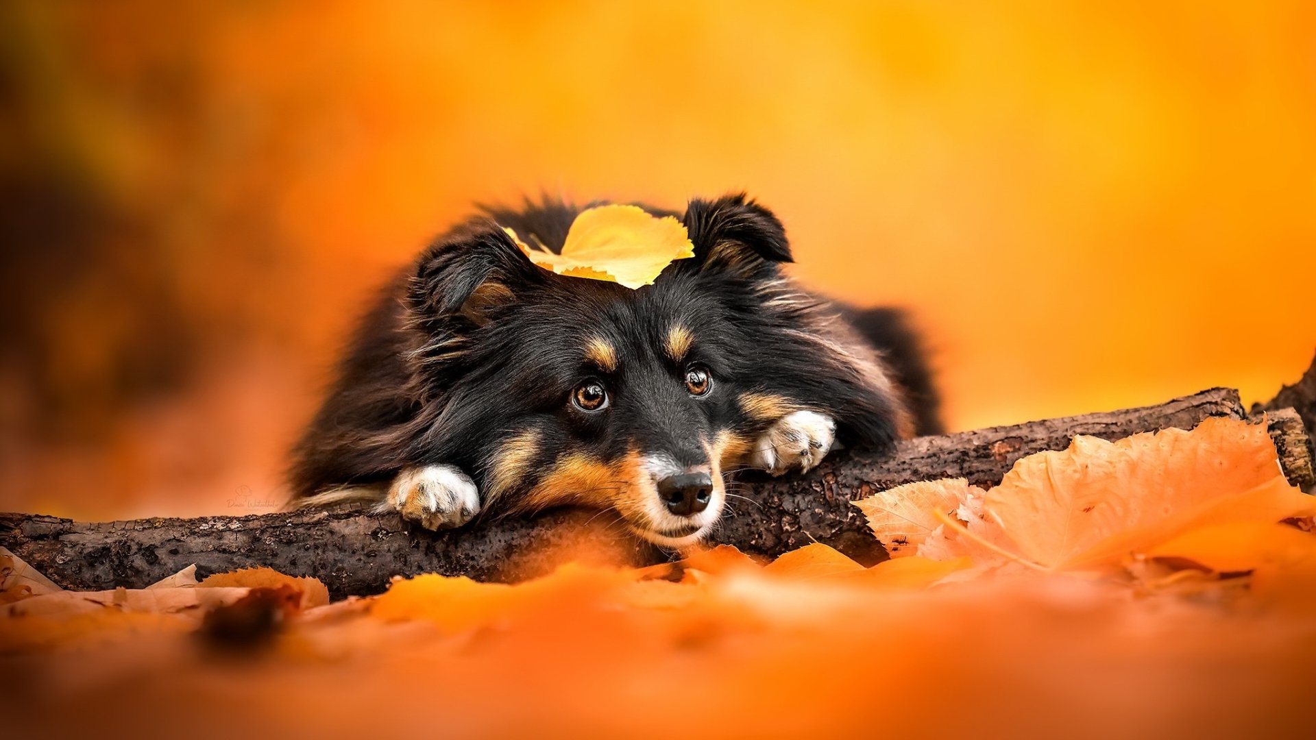 Download Animal Dog HD Wallpaper | 2048x1152 | Wallpaper Abyss