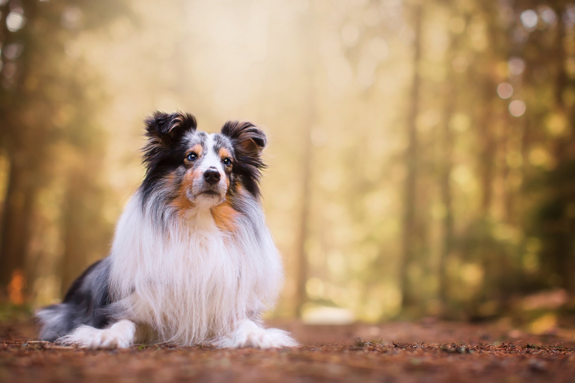Download Animal Shetland Sheepdog 4k Ultra HD Wallpaper