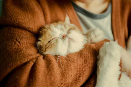  Afternoon Snuggles by LI HUI