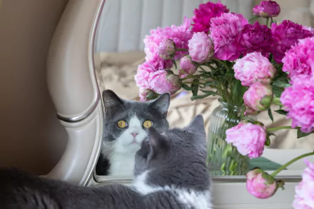 mirror Animal cat HD Desktop Wallpaper | Background Image