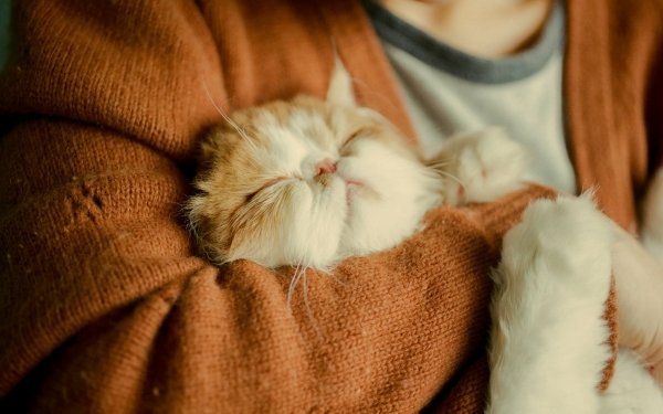 Animal Cat Kitten Hug HD Wallpaper | Background Image