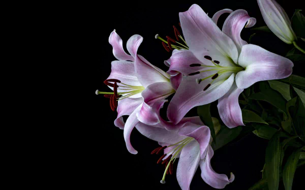 nature lily HD Desktop Wallpaper | Background Image