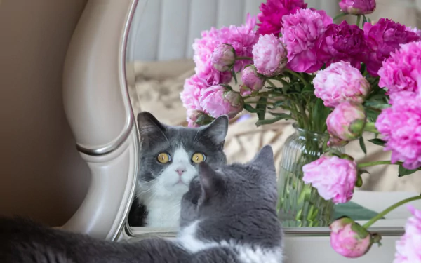 mirror Animal cat HD Desktop Wallpaper | Background Image