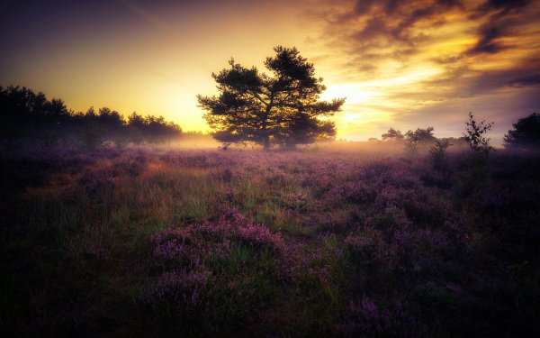 Earth Tree Trees Germany HD Wallpaper | Background Image