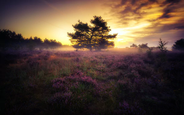  Sunrise in Mehlinger Heide by Stefan