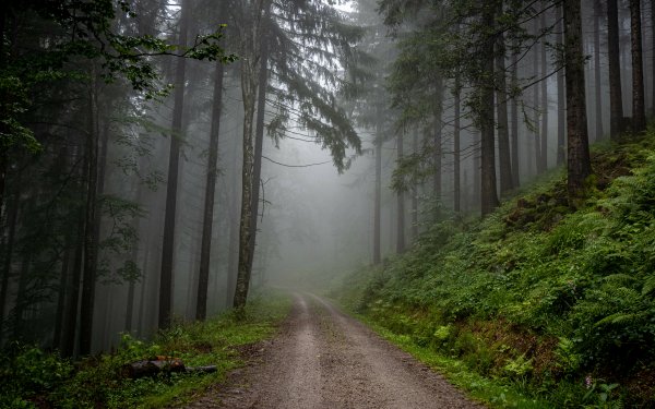 Earth Forest HD Wallpaper | Background Image