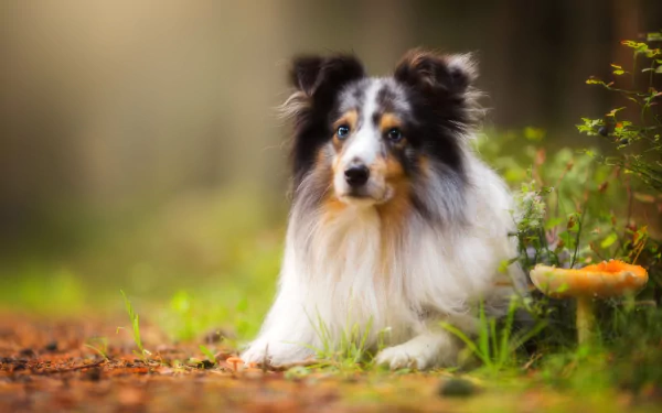 Animal shetland sheepdog HD Desktop Wallpaper | Background Image
