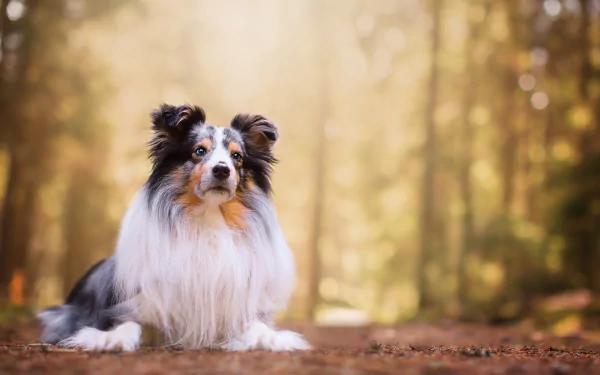 Animal shetland sheepdog HD Desktop Wallpaper | Background Image