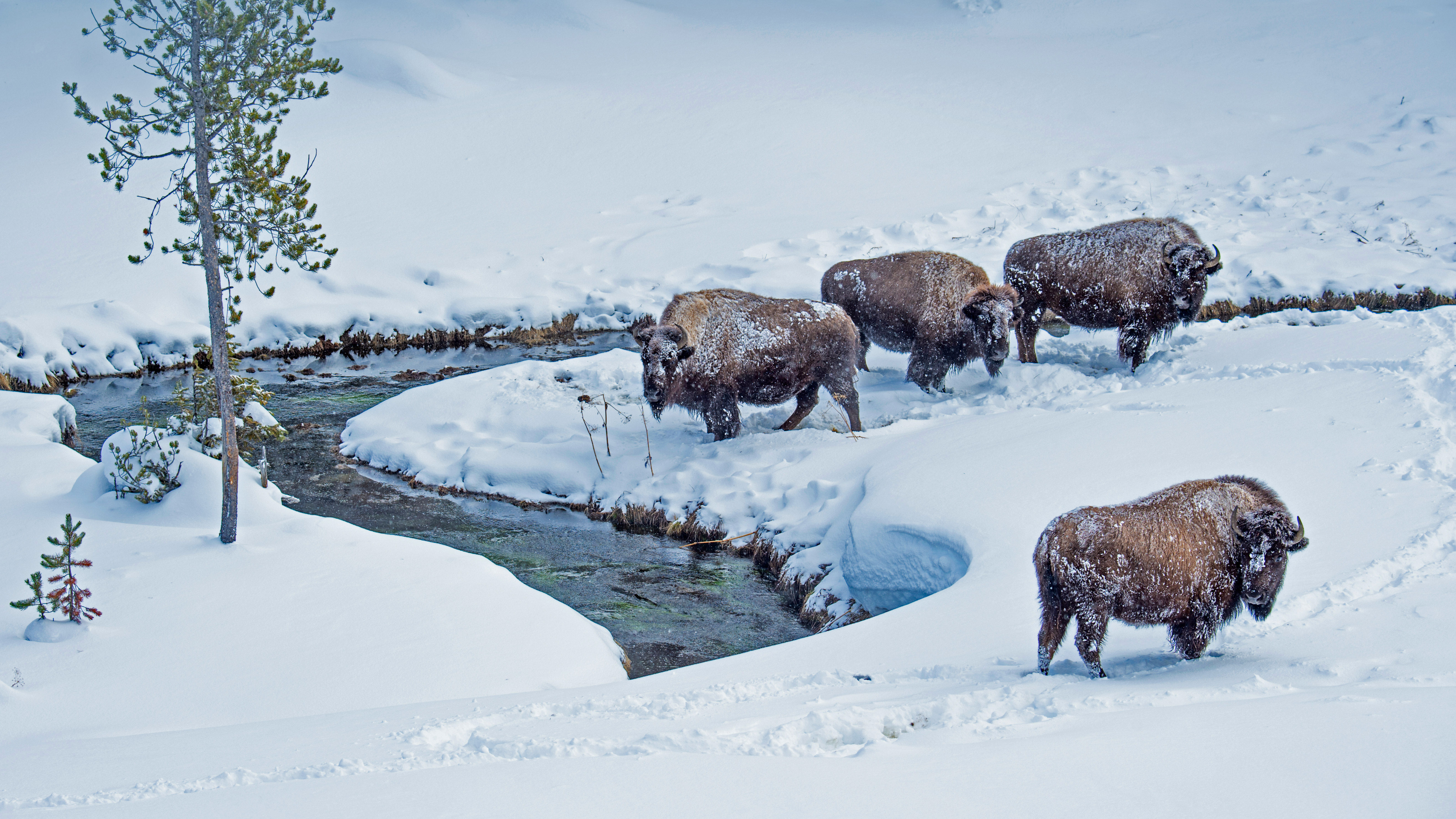 Herd Of American Bison Yellowstone National Park Winter Scene Stock Photo -  Download Image Now - iStock