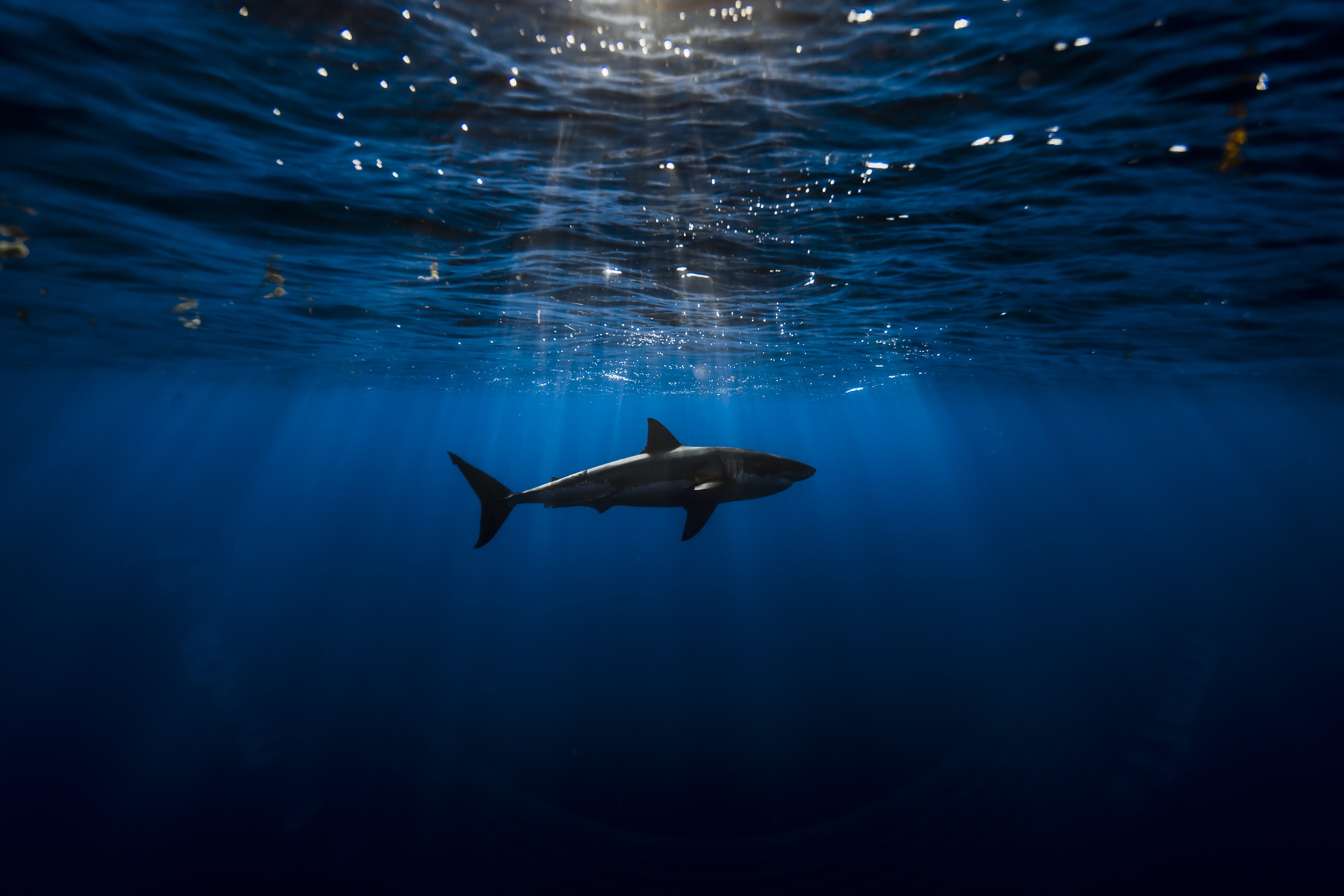 Animal Shark 4k Ultra HD Wallpaper