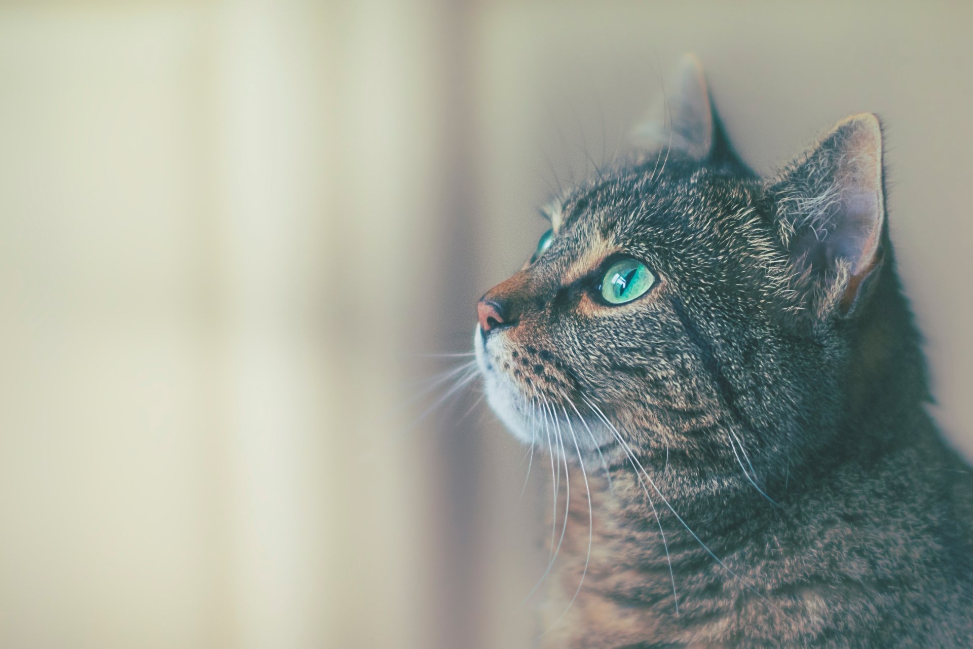 Close-up side profile of a tabby cat with striking green eyes, captured in 4K Ultra HD, designed as a PC desktop wallpaper and background.