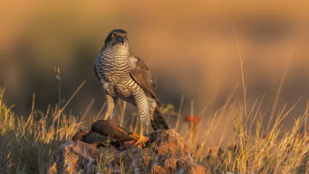 bird of prey Animal falcon HD Desktop Wallpaper | Background Image