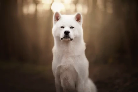 Animal akita HD Desktop Wallpaper | Background Image