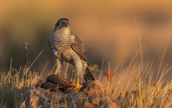 bird of prey Animal falcon HD Desktop Wallpaper | Background Image