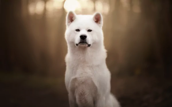Animal akita HD Desktop Wallpaper | Background Image
