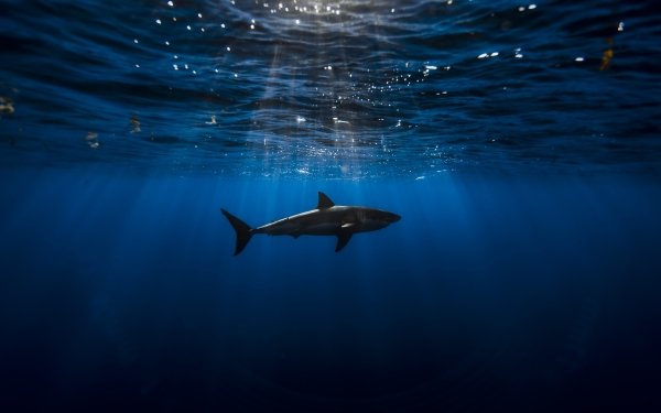 Animal Shark Sharks Underwater HD Wallpaper | Background Image