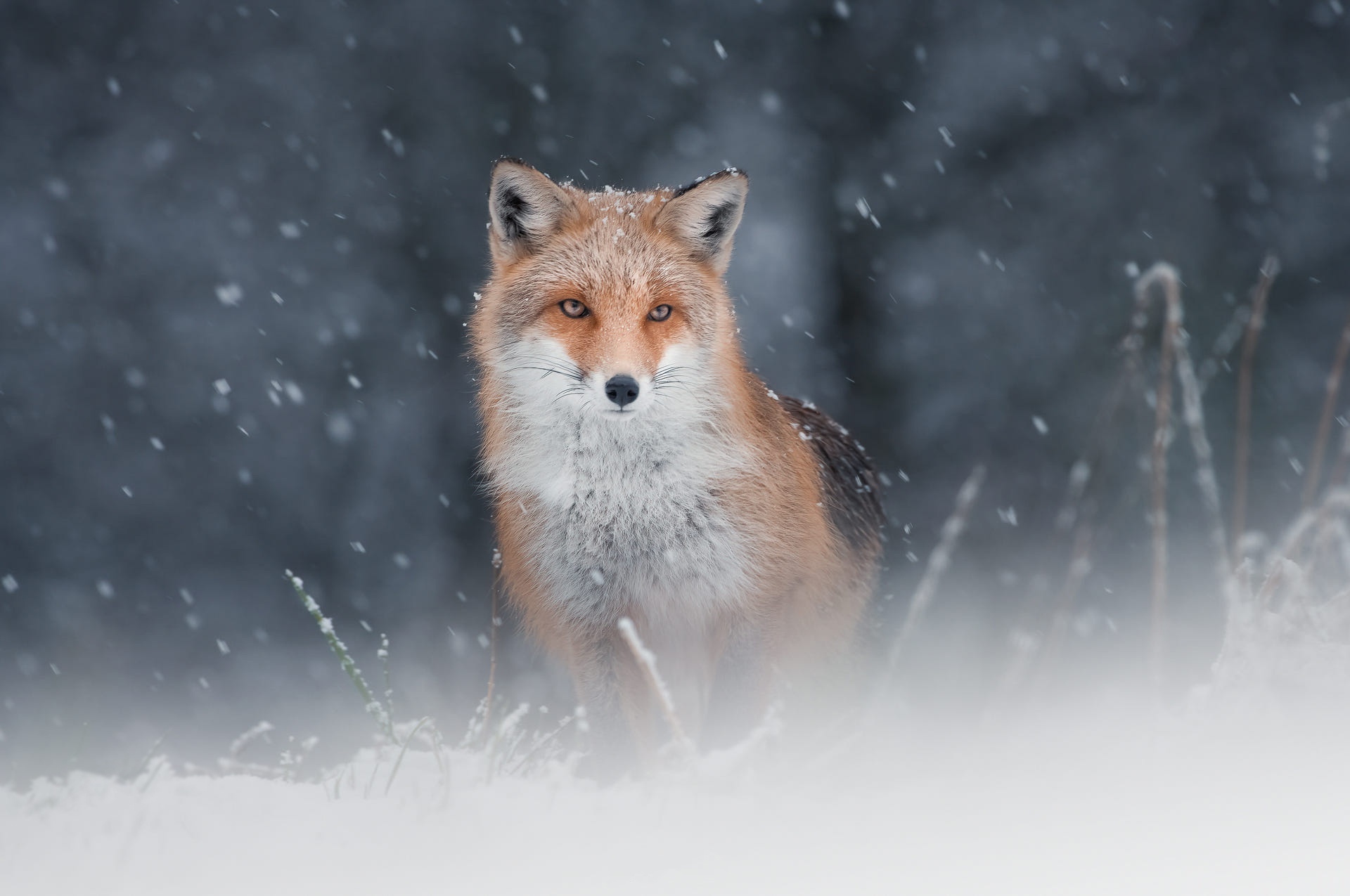 Animal Fox HD Wallpaper | Background Image