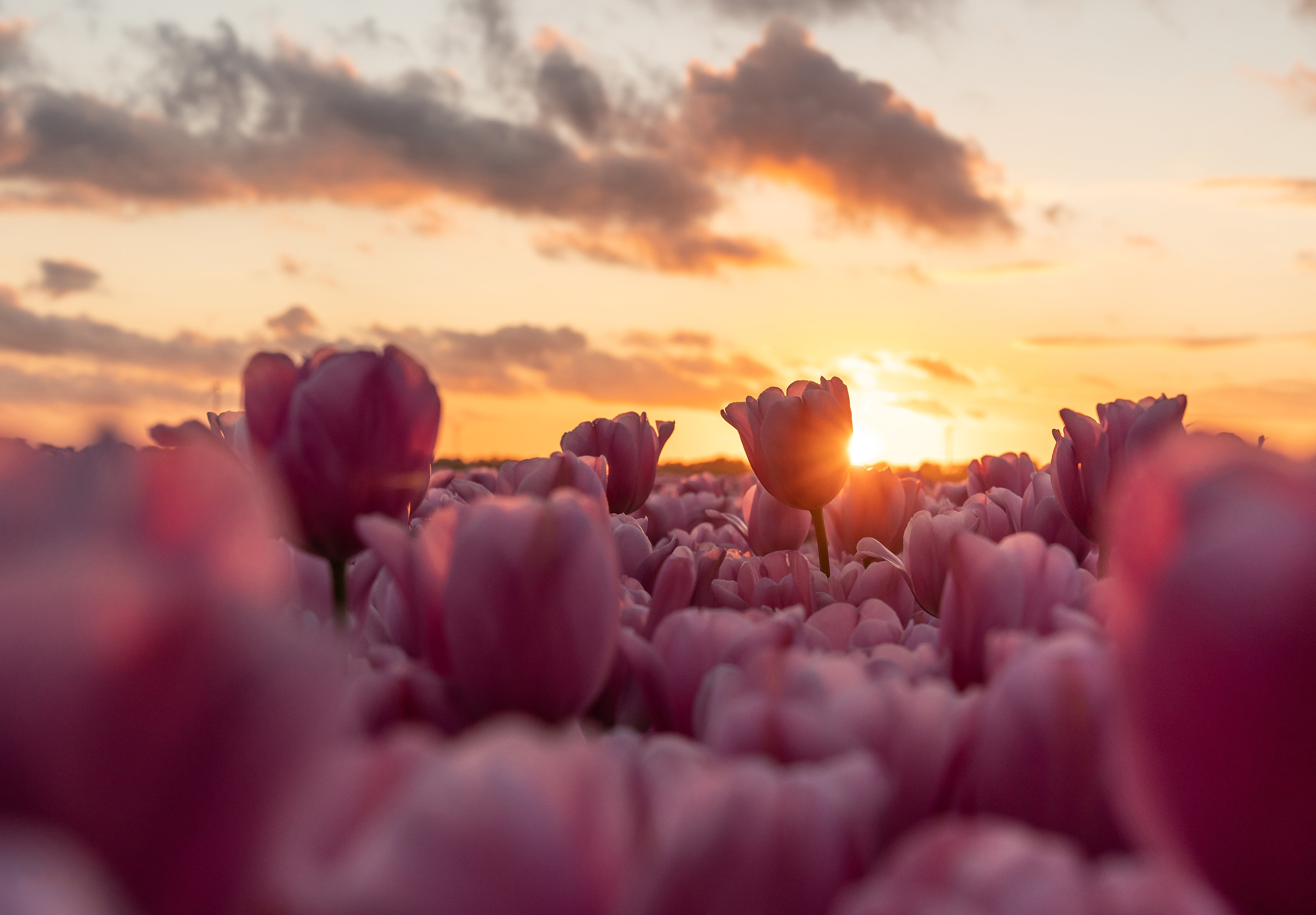 Nature Tulip HD Wallpaper | Background Image