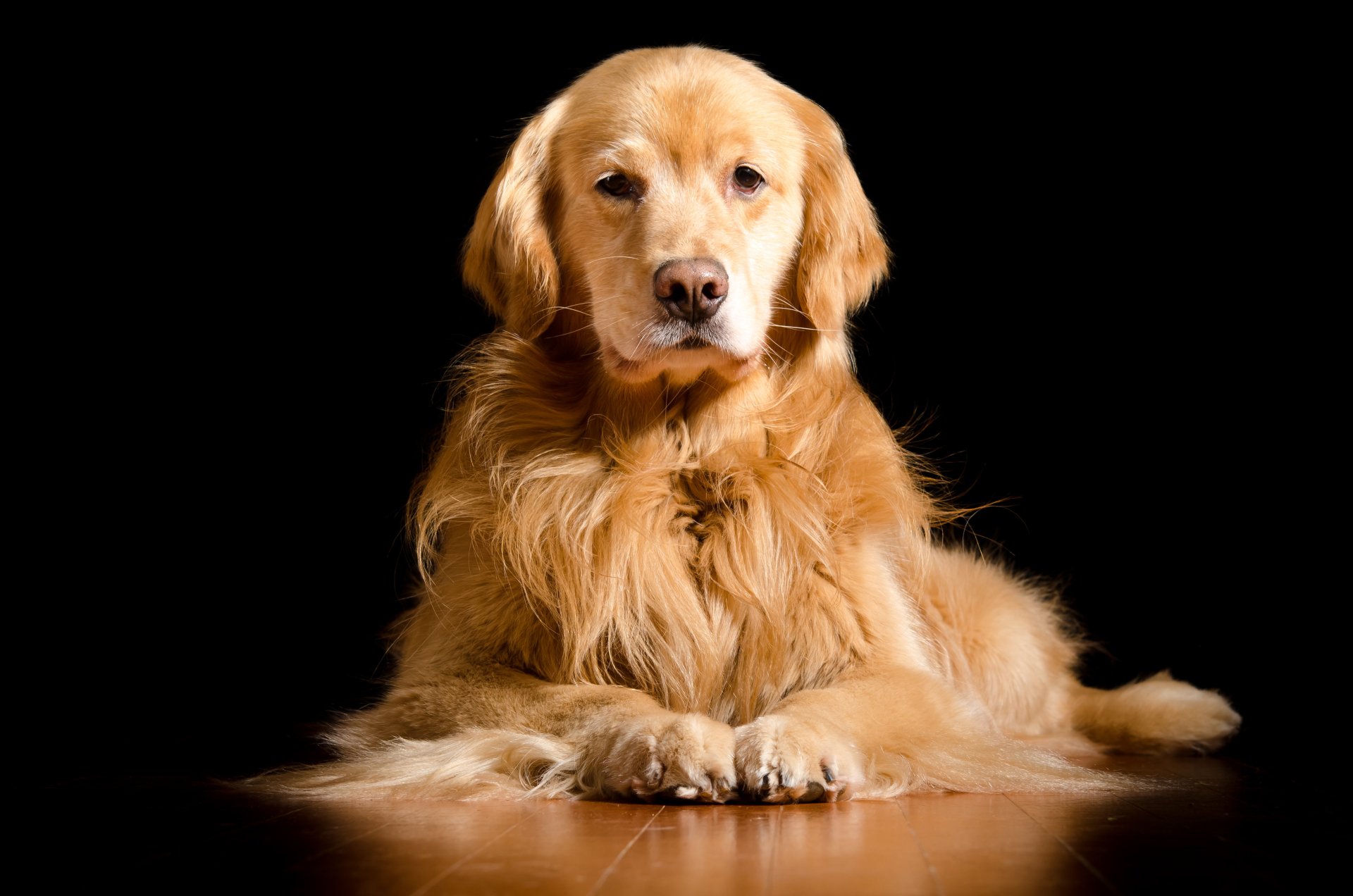Download Animal Golden Retriever 4k Ultra HD Wallpaper