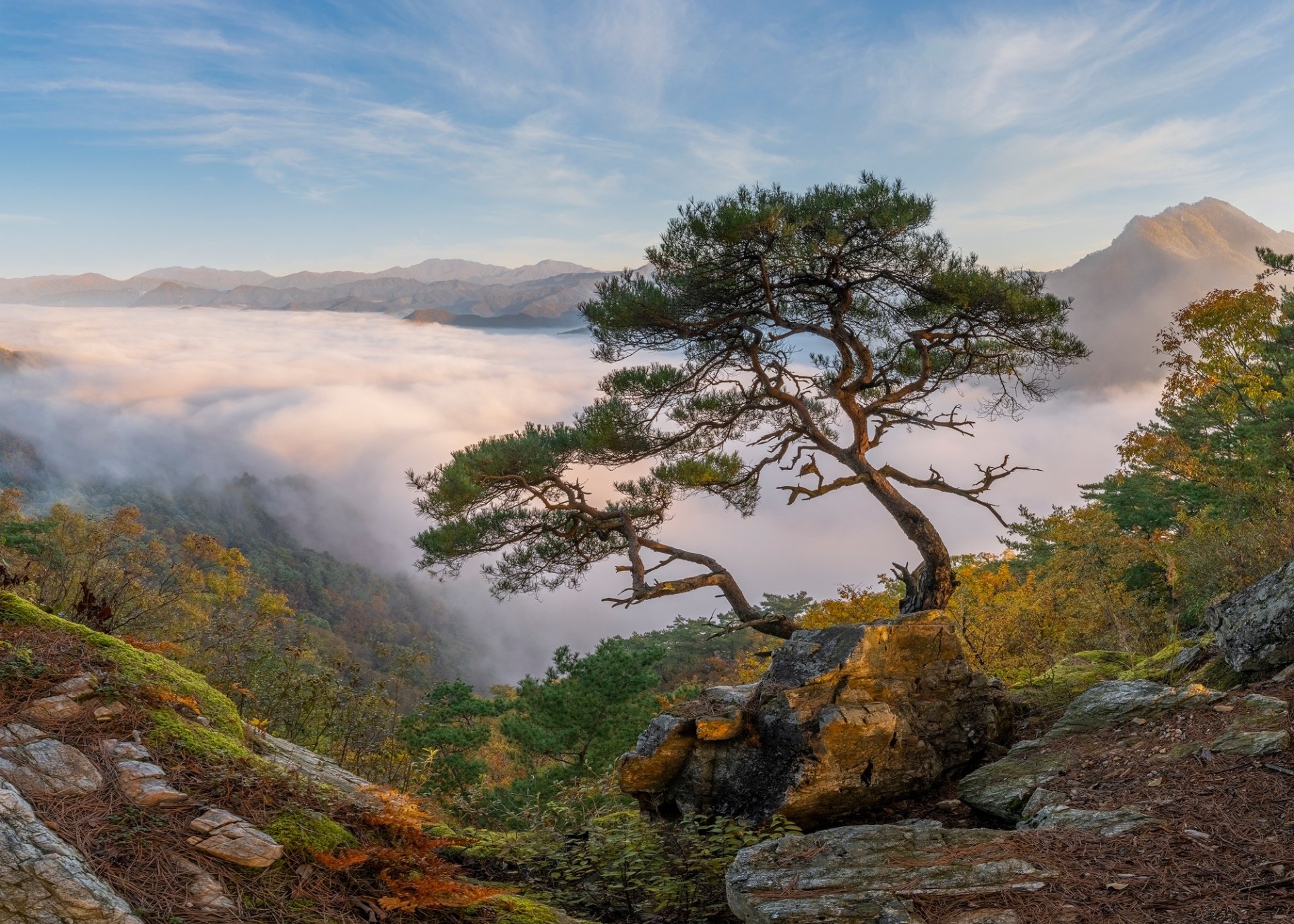 A lone tree stands on a rocky outcrop overlooking a sea of clouds and fog in South Korea, captured in a tranquil HD nature desktop wallpaper.