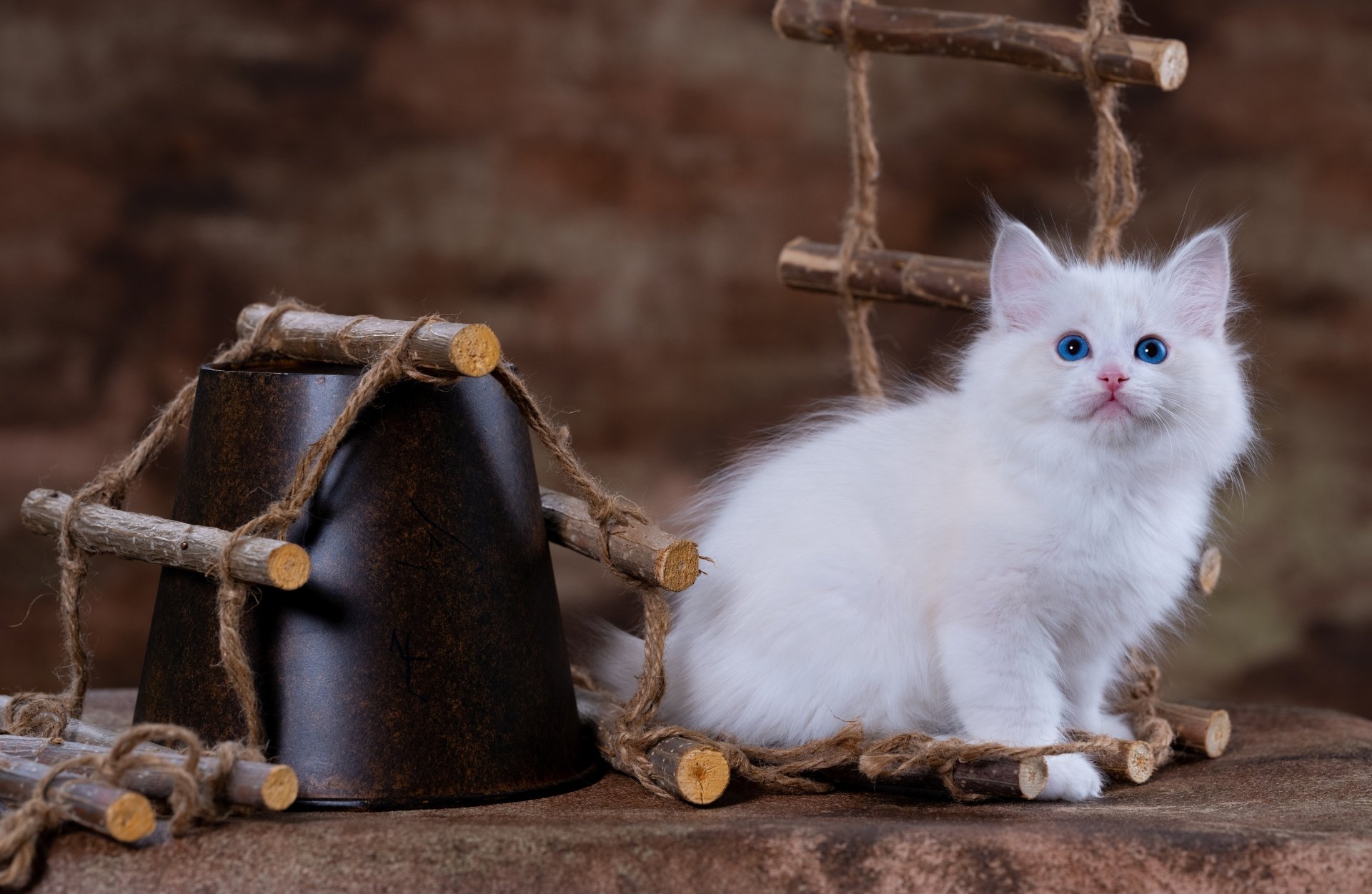 Download Baby Animal Ragdoll Kitten Animal Cat 8k Ultra HD Wallpaper