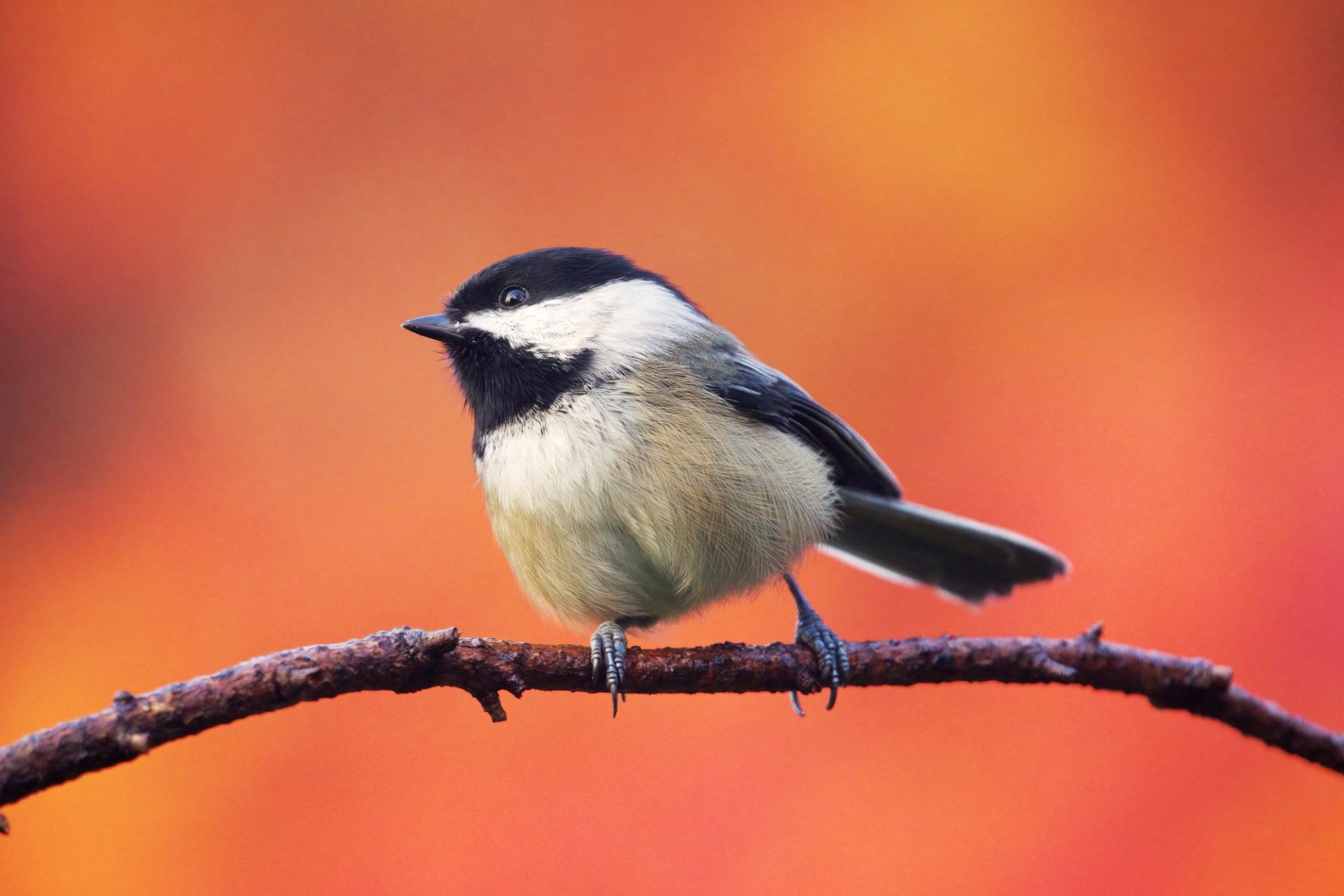 Download Animal Chickadee HD Wallpaper