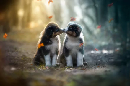 baby animal Animal puppy HD Desktop Wallpaper | Background Image