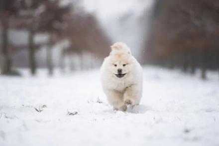 puppy baby animal winter Animal chow chow HD Desktop Wallpaper | Background Image