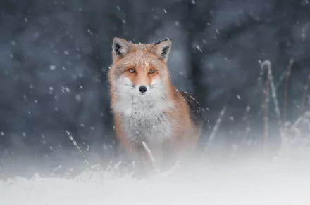 snowfall Animal fox HD Desktop Wallpaper | Background Image