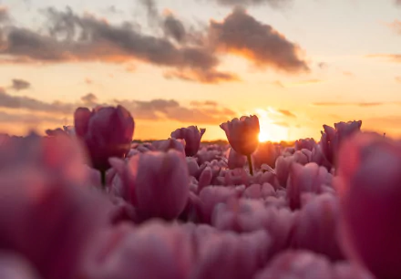 Close-up of pink tulips at sunrise in nature — 4K Ultra HD PC desktop wallpaper and background.