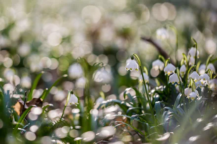 white flower nature snowdrop HD Desktop Wallpaper | Background Image