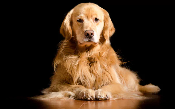 Animal golden retriever HD Desktop Wallpaper | Background Image