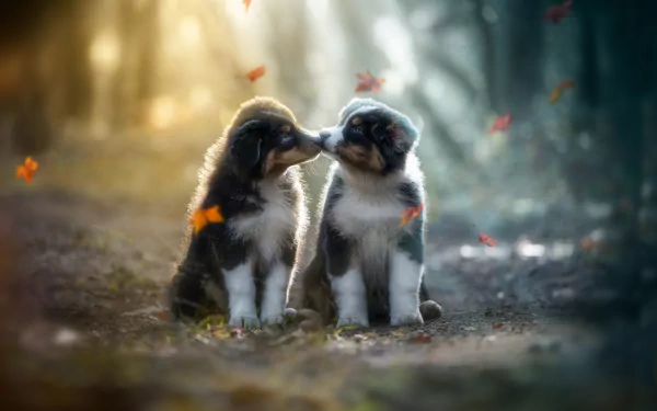 baby animal Animal puppy HD Desktop Wallpaper | Background Image