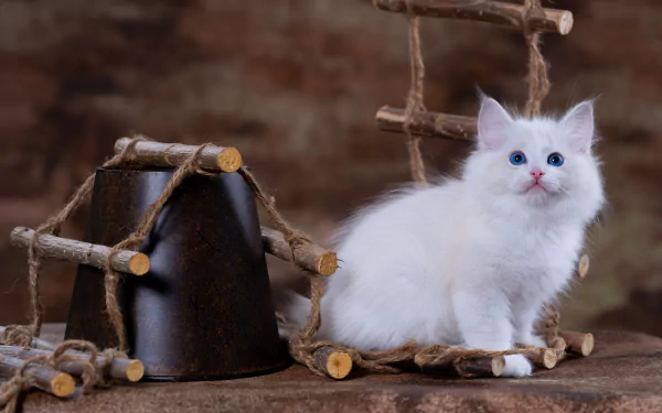 baby animal ragdoll kitten Animal cat HD Desktop Wallpaper | Background Image