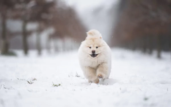 puppy baby animal winter Animal chow chow HD Desktop Wallpaper | Background Image